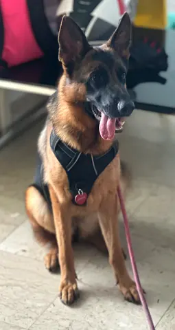 Dog Adoption