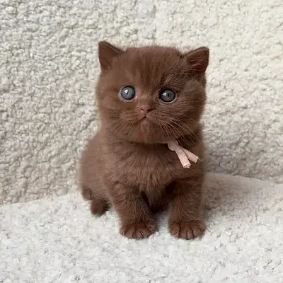 Adorable munchkin kittens