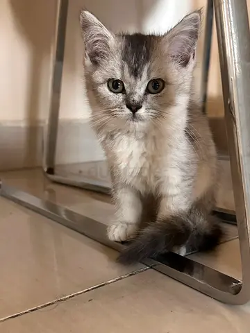 beautiful British short hair and. persian 2months old kitten
