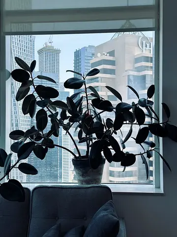 Large Rubber Plant (Ficus elastica) in Ceramic Pot - Indoor Houseplant