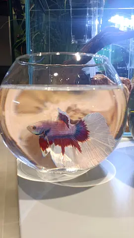 Betta