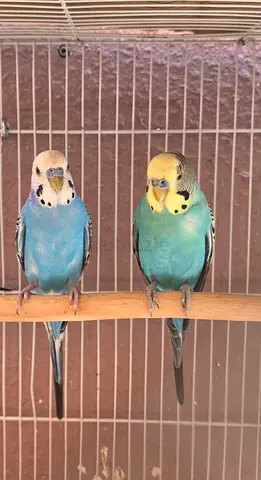 Locally Budgies