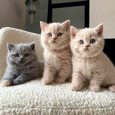 Shorthair British kittens