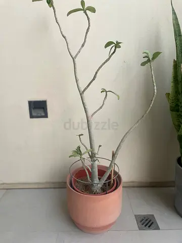 Potted Desert Rose (Adenium) - Mature Plant in Ceramic Pot