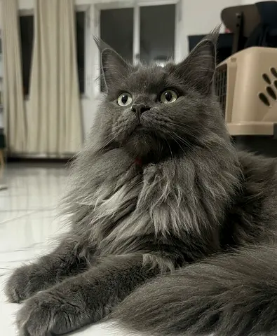Mainecoon Siberian Female— 2 years old cat up for adoption