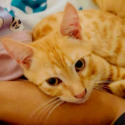 KINKY needs a loving forever home
