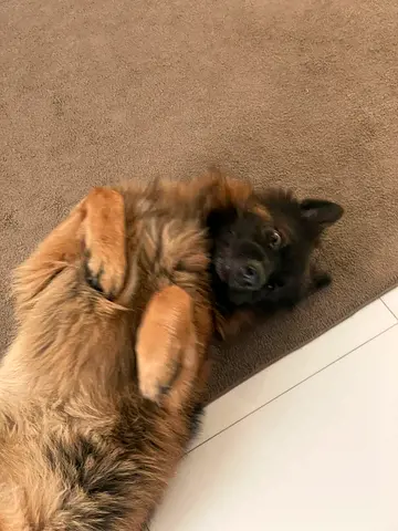 German Shepherd Looking for a Foster Home