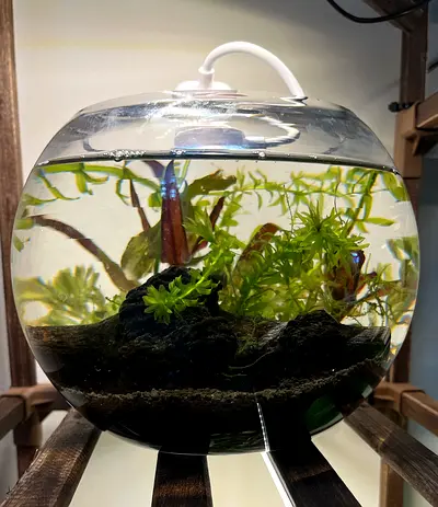Small Planted Round Fish Bowl with Driftwood and Live Plants