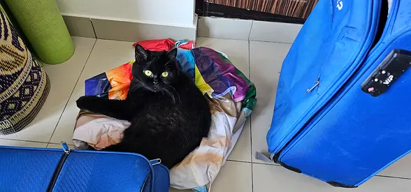 Friendly black cat looking for a new home — playful and calm