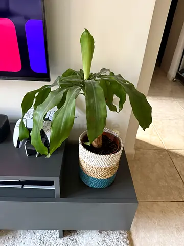 Small indoor potted Dracaena plant in decorative woven basket - ready to rehome