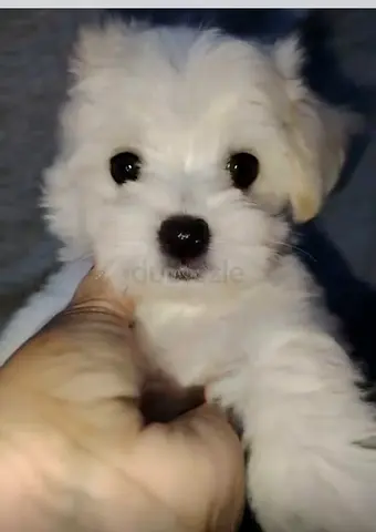 Cute white Maltese puppy — healthy, ready for a loving home