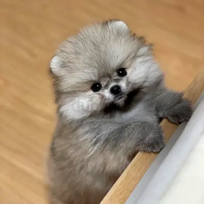 Adorable TeaCup Pomeranian Puppy Ready for a Loving Home!
