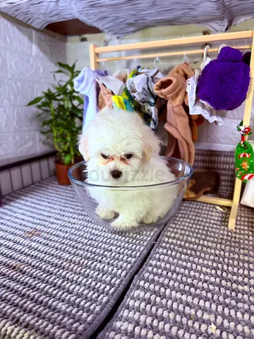 pet