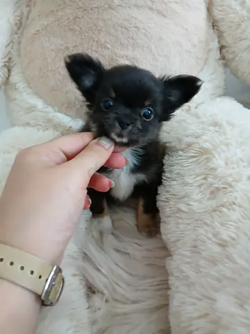 Teacup rare chihuahua