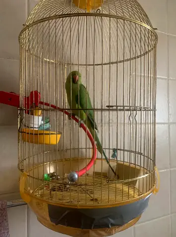 Ringneck Parrot