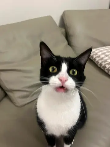 Friendly tuxedo cat looking for a new home (young adult)