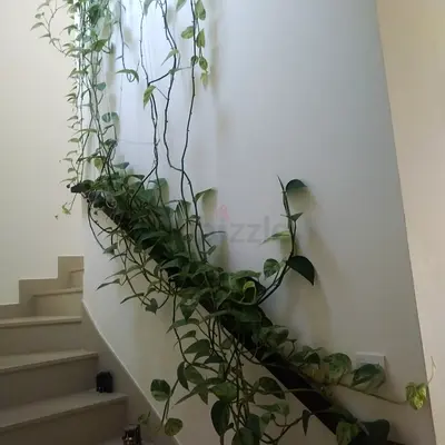Long trailing pothos (Epipremnum) plant on stair railing - healthy indoor vine