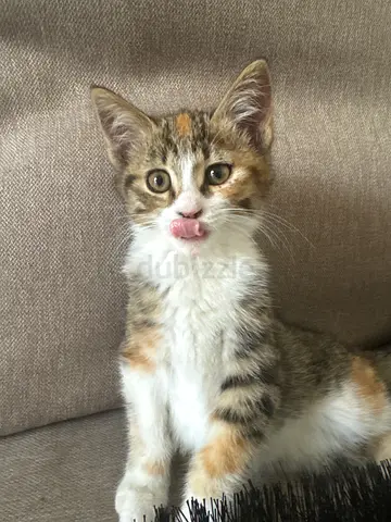 Cat for adoption free