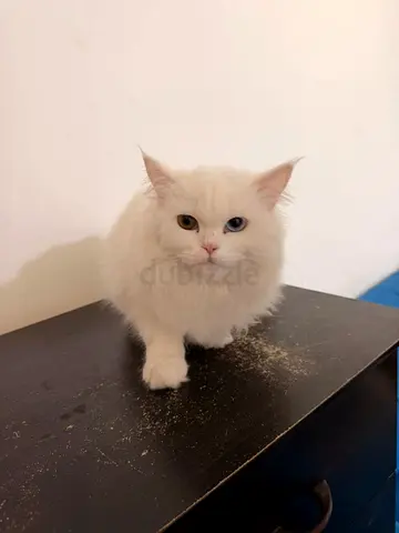 الشارقة المجاز 1