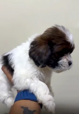 2-month-old Shih Tzu mix puppy — friendly, vaccinated starter pup
