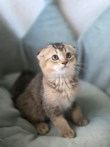 Golden Scottish fold