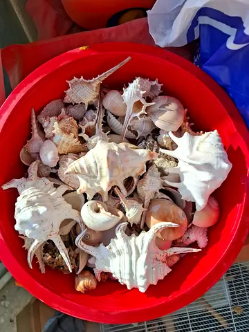 Collection of White Sea Shells - Assorted Conch  Spiral Shells (Bucket)