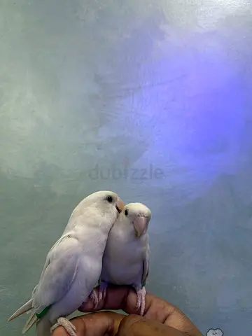 زوج روز اليف ما عنده عض