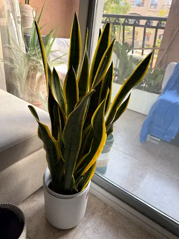 Sansevieria (Snake Plant) in Decorative Pot - Healthy Indoor Plant