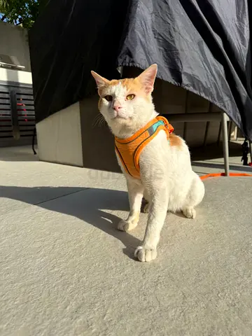 Cute cat for free adoption
