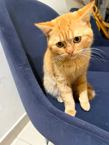 4 month old cat for absolutely free adoption
