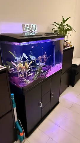 Aquarium for sale 2250/-