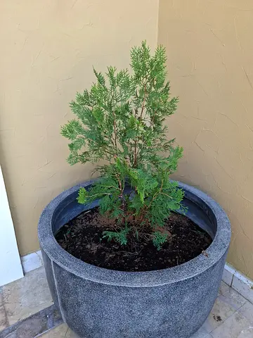 Small Cypress Tree in Large Outdoor Planter - Good Condition 100 each with pots