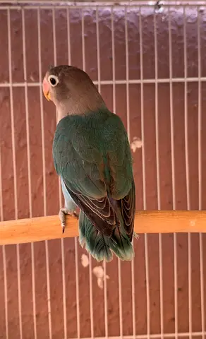 Fischer lovebird