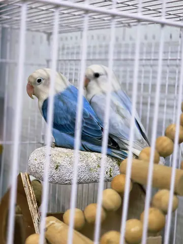 Love birds