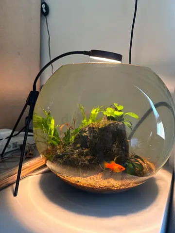 Adoption