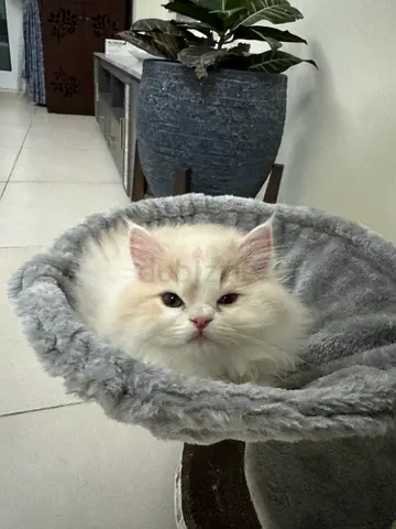 Kittens Looking For a Pet Parents