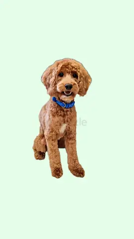 Friendly brown poodle looking for a new home — gentle and trained