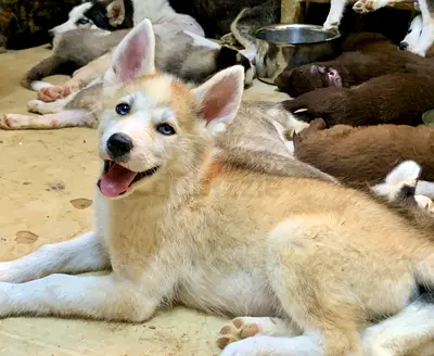 ⭐ Akita Inu 2½-Month Puppy ⭐ female - (Hatchi) - symbol of loyalty
