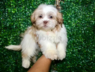 Cute Shih Tzu puppy — vaccinated and ready to go