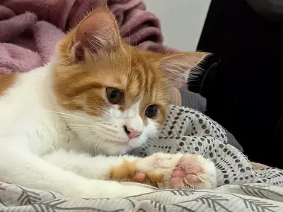 Young Friendly Ginger  White Kitten — 4-6 Months