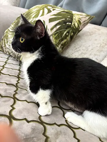 Pet