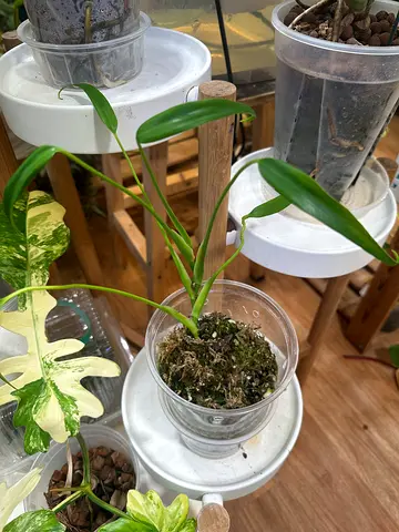Burle Marx flame. Aed125/-. Pickup near financial center metro. Delivery can be arranged