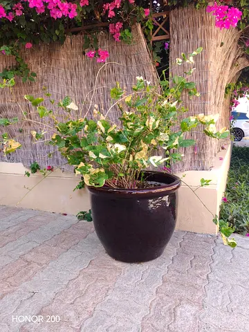 Large black ceramic garden pot with potted plant - sturdy outdoor planter with jasmine plant