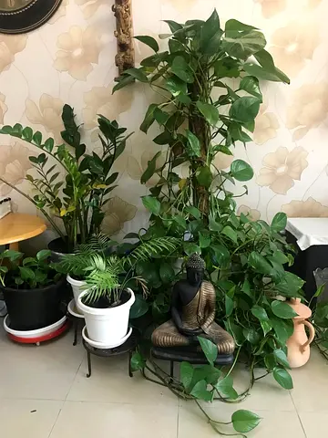 Indoor plant collection with large pots