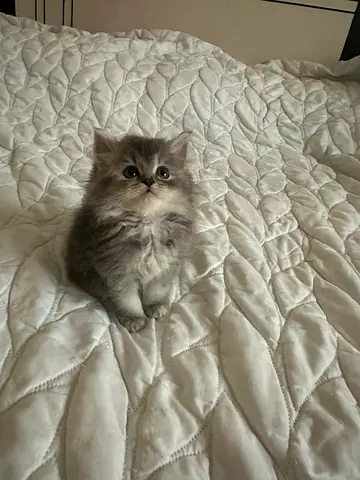 Cats