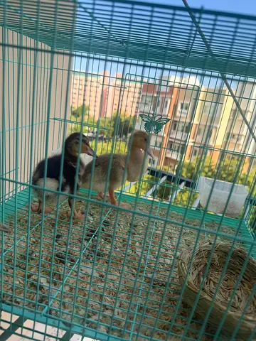 Pair of young ducklings available — healthy and hand-raised