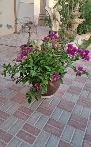 Plant with big pot