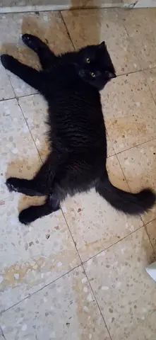 Friendly black cat available for rehoming - indoor, healthy