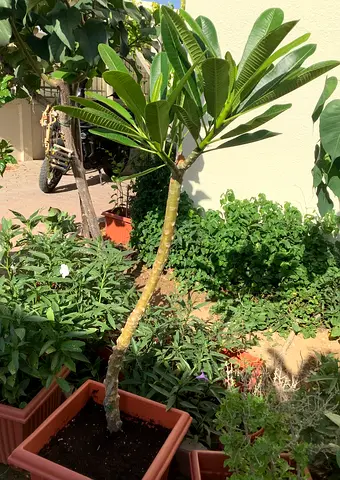 Plants