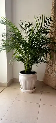 Indoor plant for sale with ceramic pot and underneath base too
